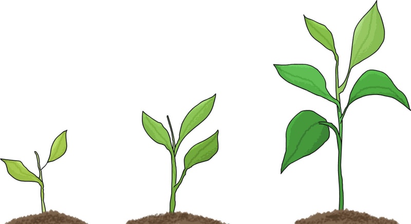 File:Growth.jpg